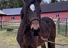 Jimmy - Gelding in Surrey, BC Jimmy - Gelding in Surrey, BC