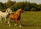 Stosh - Gelding in Scottville, MI Stosh - Gelding in Scottville, MI