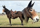 Mule - Horse for Sale in Houston, MO 65483