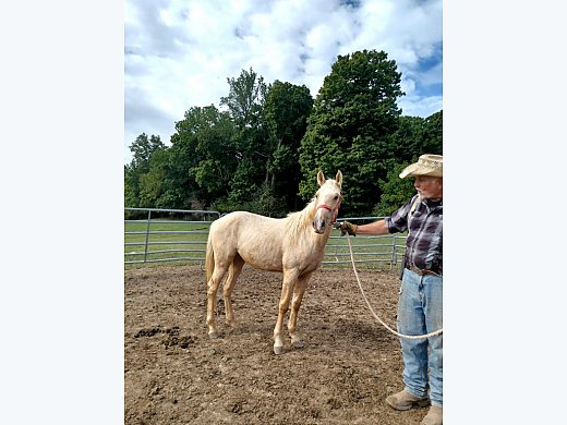 Golden Chief, a Palomino