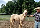 Quarter Horse - Horse for Sale in Cambridge City, IN 47327 Quarter Horse - Horse for Sale in Cambridge City, IN 47327