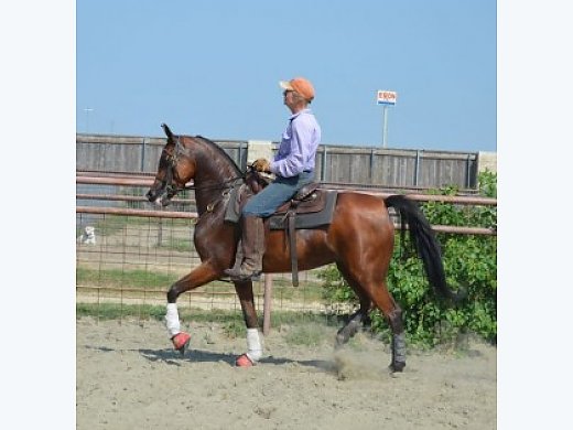 Goreous Trained Arabian Mare for Sale
