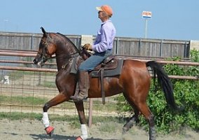 Arabian (Arabian, Mare) in Pittsburgh, PA