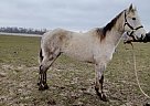 Quarter Horse - Horse for Sale in Cambridge City, IN 47327 Quarter Horse - Horse for Sale in Cambridge City, IN 47327