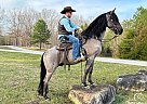 Kentucky Mountain - Horse for Sale in Whitley City, KY 42653 Kentucky Mountain - Horse for Sale in Whitley City, KY 42653