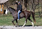 Kentucky Mountain - Horse for Sale in Mount Vernon, KY 40456