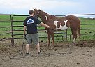 Paint - Horse for Sale in Whitewood, SD 