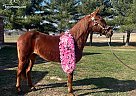 Missouri Fox Trotter - Horse for Sale in Freeburg, IL 62243