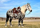 Percheron - Horse for Sale in Hodgenville, KY 42748