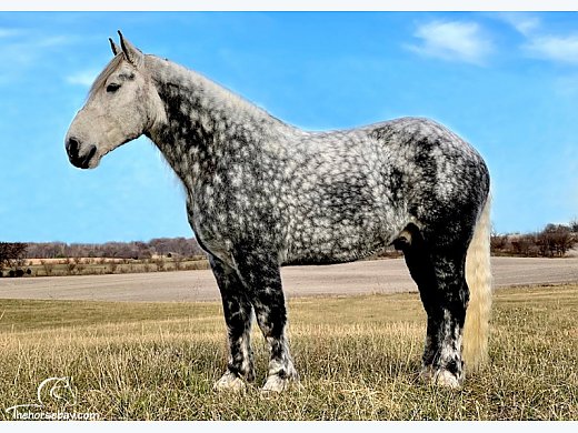 Percheron Trail Safe Gelding