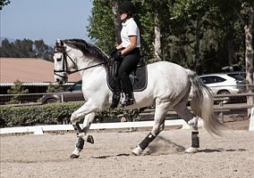 Andalusian / PRE (Andalusian / PRE, Gelding) in California, CA