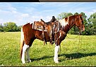 Quarter Horse - Horse for Sale in Willow Springs, MO 65793
