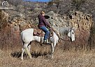 Quarter Horse - Horse for Sale in Nunn, CO 80648 Quarter Horse - Horse for Sale in Nunn, CO 80648