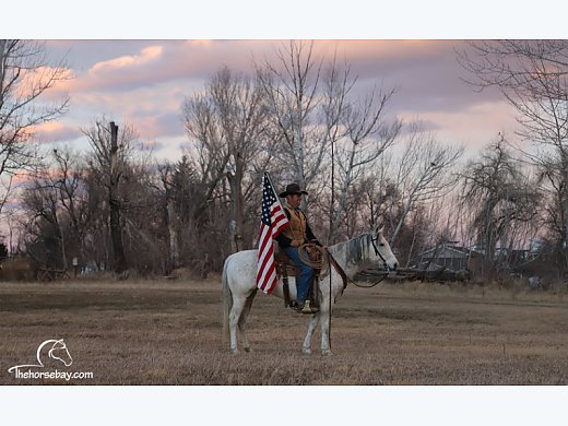 Quarter Horse Trail Ranch Mare