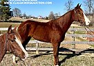 Racking - Horse for Sale in Campbellsville, KY 42718 Racking - Horse for Sale in Campbellsville, KY 42718