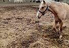 Tennessee Walking - Horse for Sale in Cambridge City, IN 47327 Tennessee Walking - Horse for Sale in Cambridge City, IN 47327