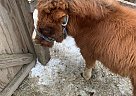 Miniature - Horse for Sale in Sauk Rapids, MN 56379 Miniature - Horse for Sale in Sauk Rapids, MN 56379
