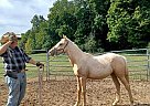 Quarter Horse - Horse for Sale in Cambridge City, IN 47327 Quarter Horse - Horse for Sale in Cambridge City, IN 47327