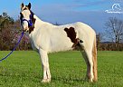 Spotted Saddle - Horse for Sale in Christiana, TN 37037 Spotted Saddle - Horse for Sale in Christiana, TN 37037