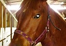 Quarter Horse - Horse for Sale in Loranger, LA 70446