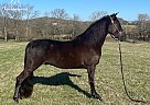 Tennessee Walking - Horse for Sale in Bell Buckle, TN 37020