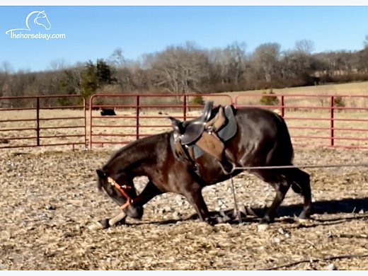 Tennessee Walker Trail Show