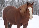 - Gelding in Greentop, MO - Gelding in Greentop, MO