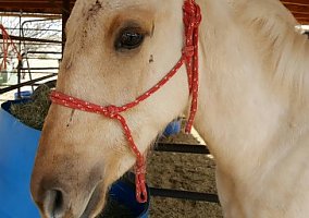10 Mnth Palomino Colt Palomino Stallion