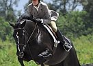 Flashy Black Beauty Grande Dutchess (Dolce)