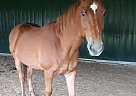 Jack - Gelding in Loranger, LA Jack - Gelding in Loranger, LA