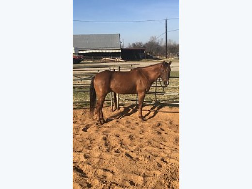 17 yr AQHA Gelding