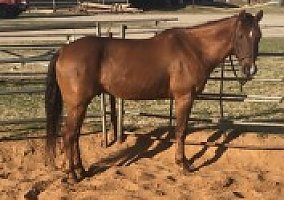 17 yr AQHA Gelding Quarter Horse Stallion