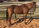 Quarter Horse - Horse for Sale in Fort Worth, TX 76262