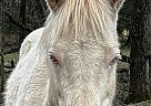 Quarter Horse - Horse for Sale in Ardmore, TN 38449 Quarter Horse - Horse for Sale in Ardmore, TN 38449