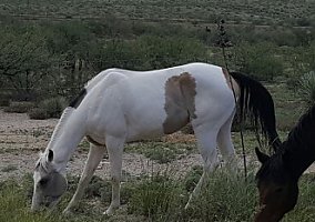 4 yr Paint Mare Paint Mare