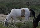 - Mare in Benson, AZ - Mare in Benson, AZ
