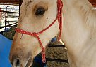 10 Mnth Palomino Colt Palomino Stallion