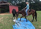 Quarter Horse - Horse for Sale in New York, NY 10467 Quarter Horse - Horse for Sale in New York, NY 10467