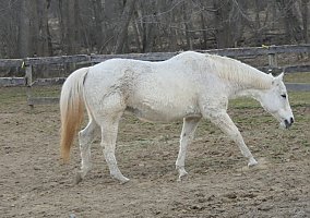 Appendix QH as Companion