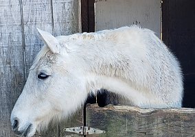 Appendix QH as Companion