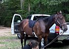 Other - Horse for Sale in Salem, NJ 08079