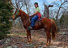 Katie - Mare in Winnsboro, TX Katie - Mare in Winnsboro, TX