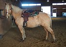 Belgian Warmblood - Horse for Sale in Girard, PA 16417 Belgian Warmblood - Horse for Sale in Girard, PA 16417