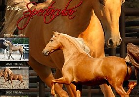 Andalusian / PRE (Andalusian / PRE, Stallion) in Fate, TX