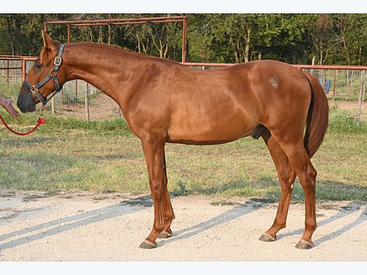 Chestnut Colt for Sale