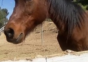 Egyptian Arabian Gelding In Need Of Good Home ASAP Arabian Gelding