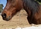 Arabian - Horse for Sale in Sunland, CA 91040