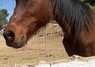 Arabian - Horse for Sale in Sunland, CA 91040 Arabian - Horse for Sale in Sunland, CA 91040