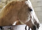 Goldilocks - Mare in Beaver Dam Lake, NY Goldilocks - Mare in Beaver Dam Lake, NY