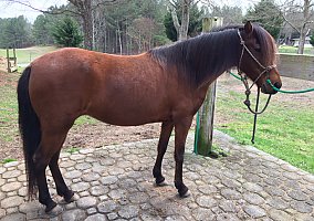 Paso Fino (Paso Fino, Mare) in Rockmart, GA